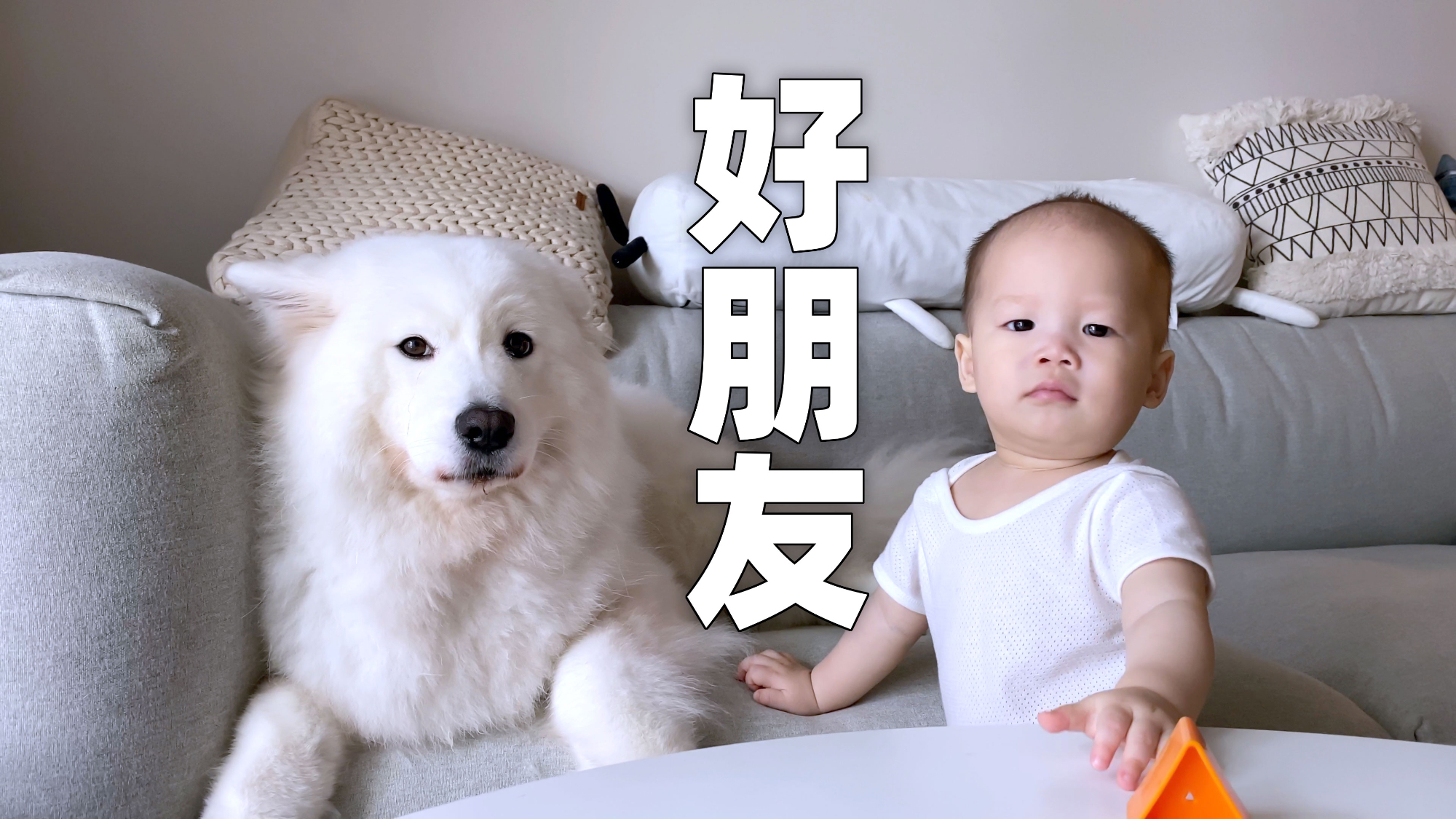 弟弟拿玩具给萨摩耶软糖玩,妈妈自信满满惨遭打脸,糖妈:是进步【两个人一条狗】